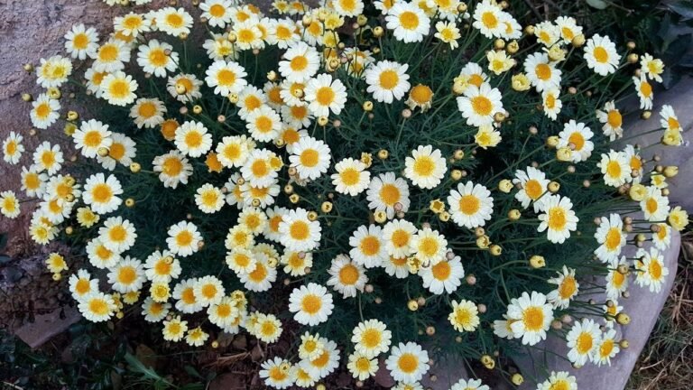 Secretos para plantar margaritas y llenar tu jardín de color