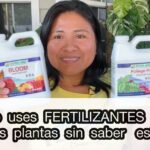 Descubre el secreto para hacer que tus suculentas florezcan como nunca antes: cuándo y cómo fertilizarlas correctamente