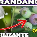 fertilizante arandanos