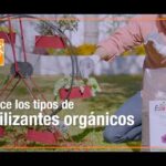 Descubre el secreto del fertilizante de tomate que transformará tu cosecha en un éxito rotundo