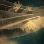 Descubre la sorprendente verdad sobre si Miracle-Gro es realmente orgánico ¡Lo que revelan te dejará boquiabierto!