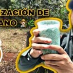 fertilizar arandanos
