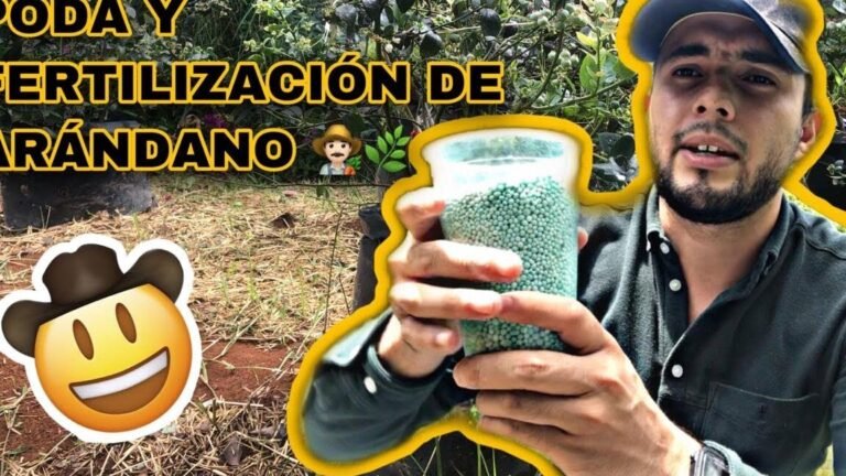 fertilizar arandanos