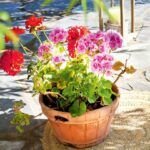 ¡Florece tu jardín! Semillas de flores para plantar en verano