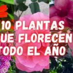 florecen verano