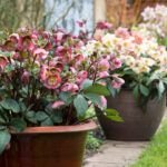 Flores de temporada: Siembra en otoño e invierno