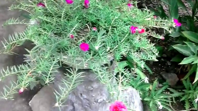 Descubre el secreto para cultivar flores estrella ardiente y transforma tu jardín en un paraíso floral