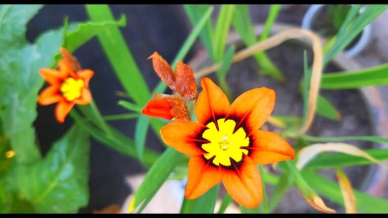Guía Completa: Cómo Plantar Sparaxis en tu Jardín