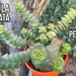 ¡Descubre los secretos para plantar Crassulas Perforatas con éxito!