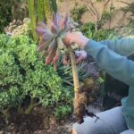 Persona trasplantando una suculenta grande con raíces expuestas en un jardín: ¿Cómo cultivar Graptoverias Fred Ives en tu jardín?