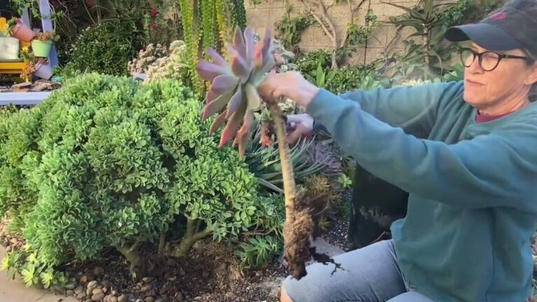 ¿Cómo cultivar Graptoverias Fred Ives en tu jardín?