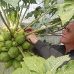 Frutas de invierno: cultiva tu propia huerta en climas fríos