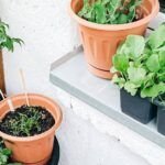 Frutas de otoño: ¡Descubre cuáles puedes plantar ahora!