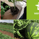 Frutas en invernadero: cultiva tus propias delicias