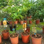 Frutas frescas en casa: árboles frutales para plantar en verano