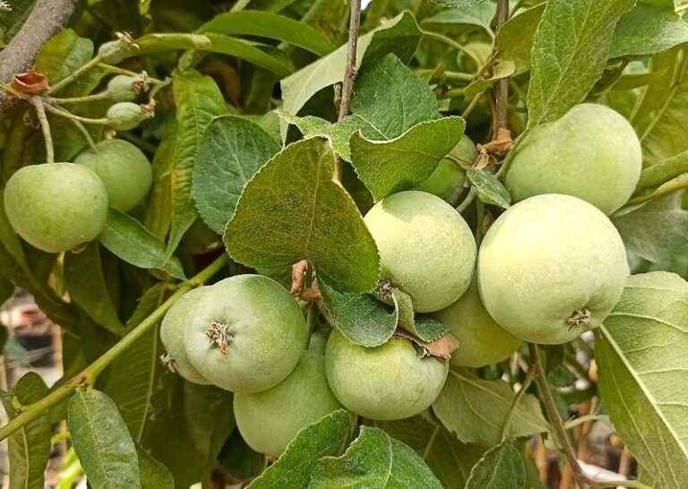 frutas frescas en casa los mejores arboles frutales para cultivar