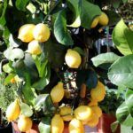 Frutas frescas en tu balcón: árboles frutales en maceta