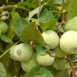 Frutas frescas en tu hogar: árboles frutales para maceteros