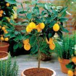 Frutas frescas en tu terraza: plantas frutales para macetas