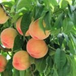 Frutos del otoño: árboles frutales ideales para plantar ahora