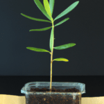 Guía completa: Cómo germinar aceitunas paso a paso de forma exitosa