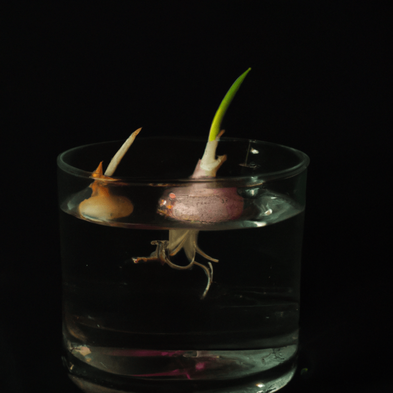 germinacion de ajos en agua