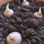 Germina ajos en casa: paso a paso y consejos esenciales