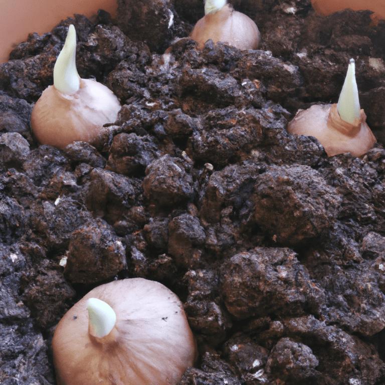 germinacion de ajos en casa