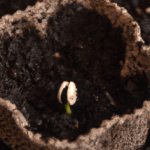 ¡Aprende a germinar almendro indio de forma sencilla y efectiva!