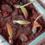 Secreto para germinar orquídeas y disfrutar su belleza en casa