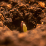 ¡Germina semillas de olivo negro de forma fácil y efectiva!