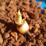 Guía completa para germinar bambú en casa ¡Aprende ya!