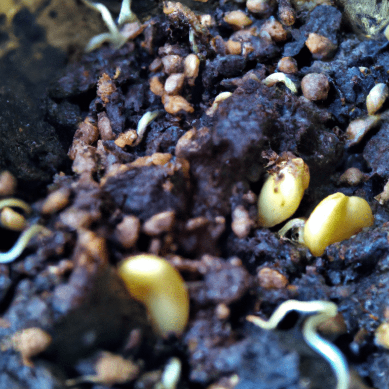 germinacion de semillas de jamaica