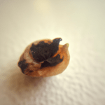 ¡Secreto para germinar semillas de manzana con éxito!