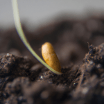 Guía para germinar olivo y asegurar su crecimiento