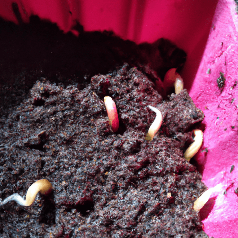 germinacion de semillas de pitahaya