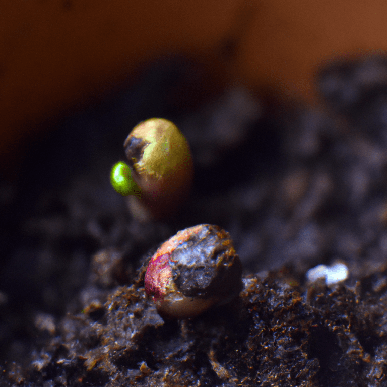 germinacion de semillas de quillay