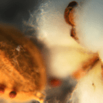 Descubre cómo germinar semillas en algodón de forma fácil y divertida