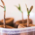 Descubre el Secreto para Germinar Almendras en Solo 14 Días