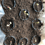 ¡Descubre el secreto para germinar arándanos con éxito en tu hogar!