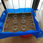 Secreto para germinar arroz en tu huerto casero en 3 pasos