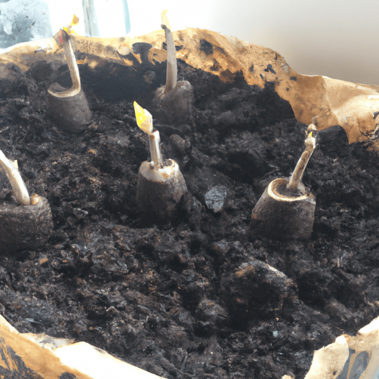 germinar avellanas en casa