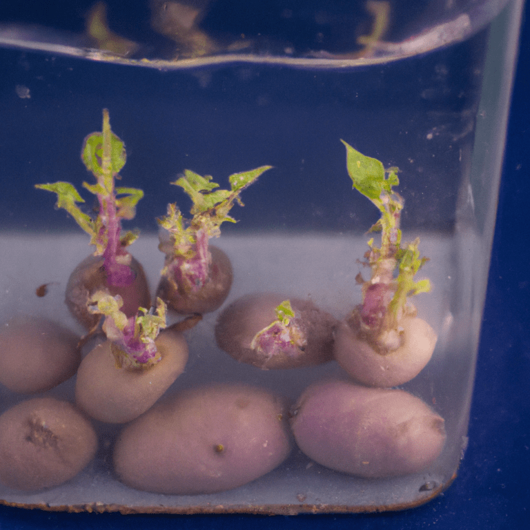 germinar batatas en agua