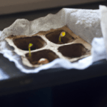 ¡Descubre cómo germinar una nuez y cultivar tu propio nogal en casa!