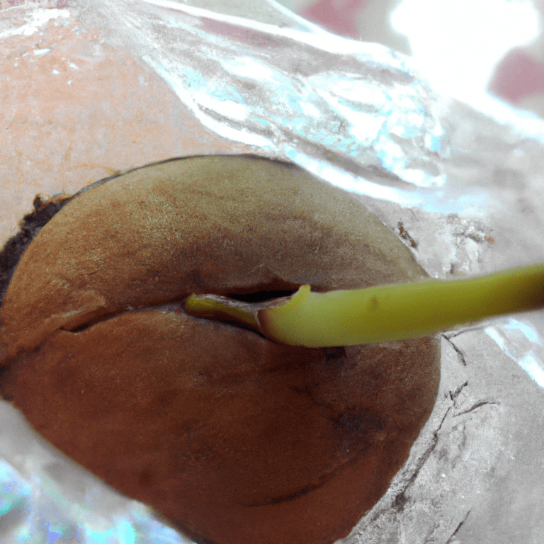 germinar palta en casa
