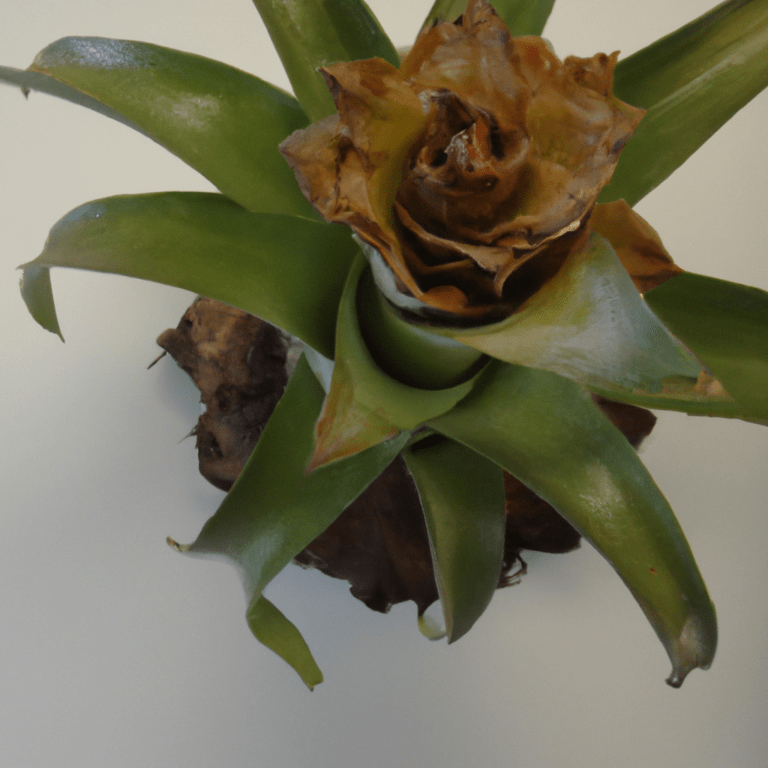 germinar pina sin semilla