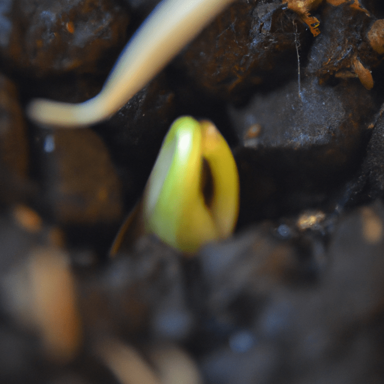 germinar platano desde semilla