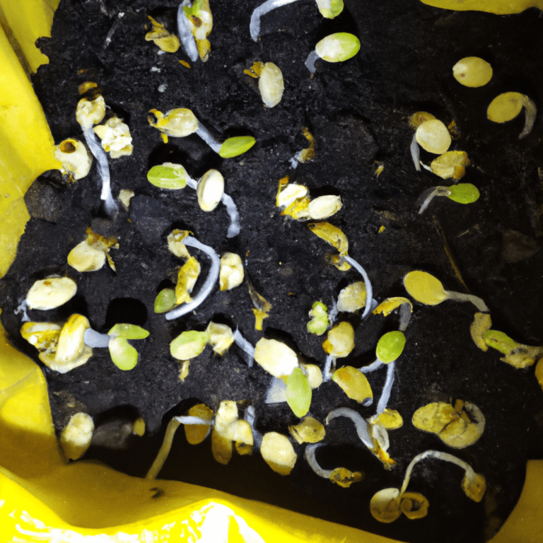 germinar semillas de girasol facil