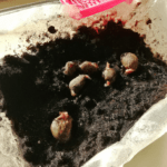 ¡Cultiva tu propio granado en casa con éxito!