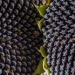 Explorando la belleza de las semillas de girasol Velvet Queen